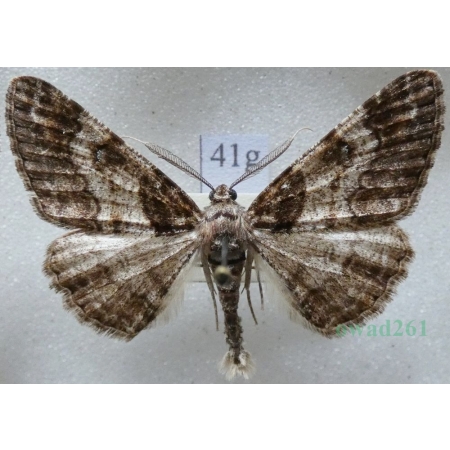 Cleora cinctaria (Denis & Schiffermüller, 1775) male Przylepek wrzosak Czech41g